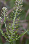 Field pepperweed